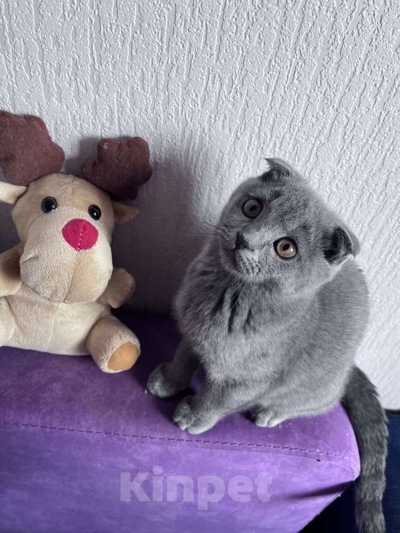 Кошки в Краснодаре: Шотландская Вислоухая кошечка  Девочка, 2 500 руб. - фото 4