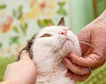 Кошки в Москве: Кот Тесла - уникальный пятнистый красавец в добрые руки Мальчик, Бесплатно - фото 4