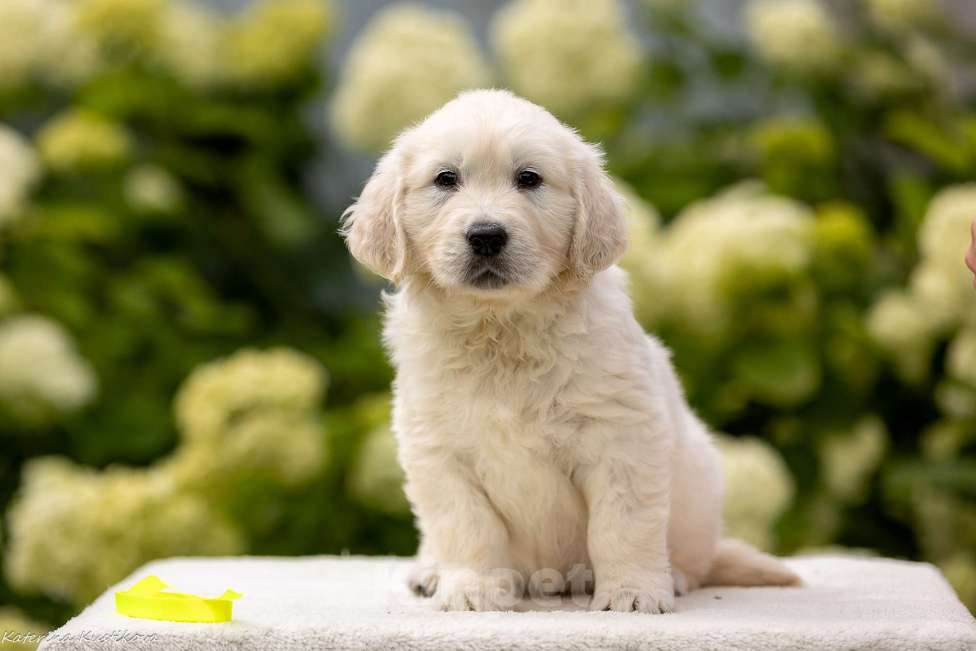 Собаки в Москве: Щенки золотистого( голден) ретривера Девочка, 70 000 руб. - фото 2
