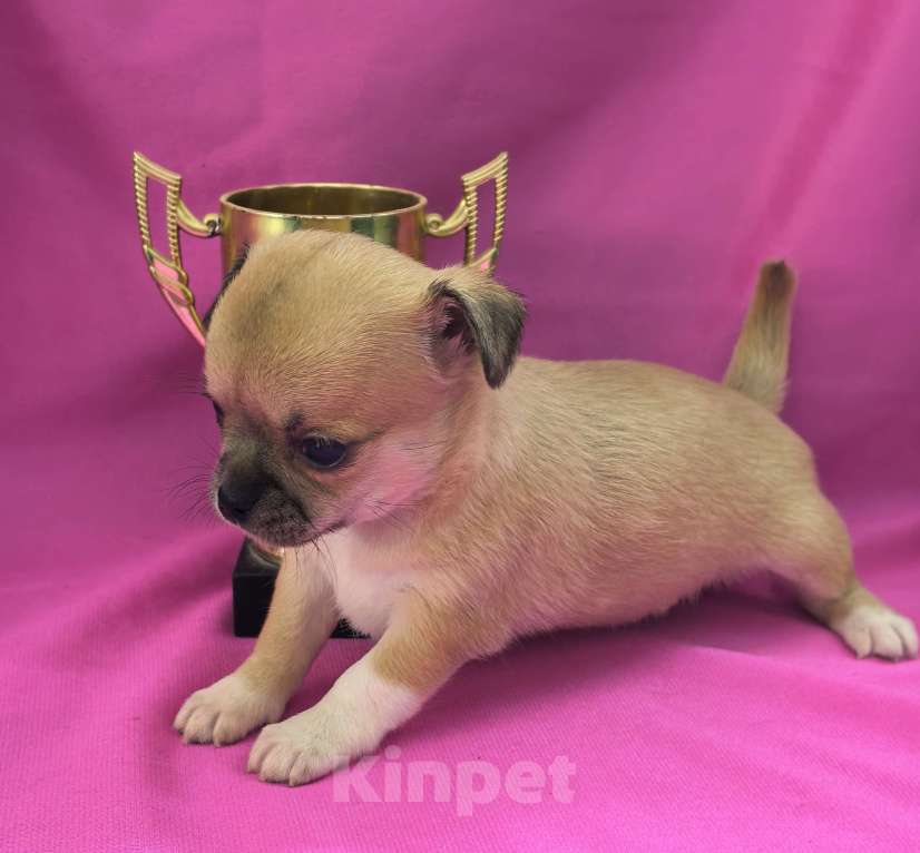 Собаки в Москве: Девочка чихуахуа готова к переезду в мае Девочка, 45 000 руб. - фото 6