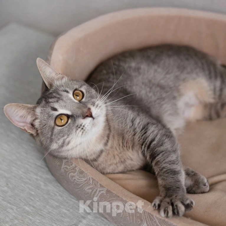 Кошки в Москве: Спасите Венецию из бабкиной квартиры Девочка, Бесплатно - фото 4