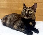 Кошки в Москве: Ласковая кошечка черепахового окраса- 1 год Девочка, 300 руб. - фото 9