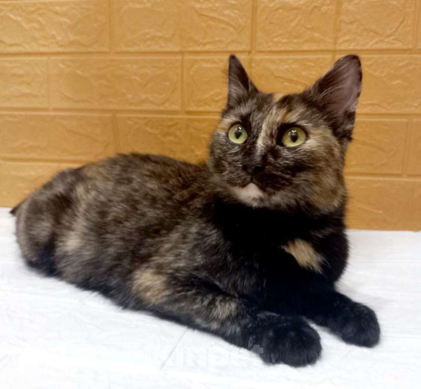 Кошки в Москве: Ласковая кошечка черепахового окраса- 1 год Девочка, 300 руб. - фото 9