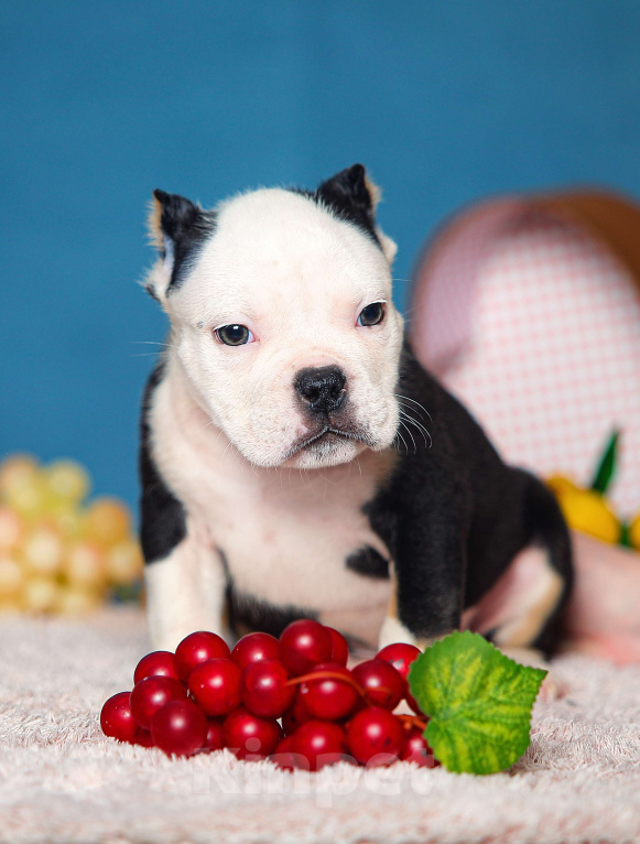 Собаки в Обнинске: Булли кобель триколор белоголовый Мальчик, 150 000 руб. - фото 2