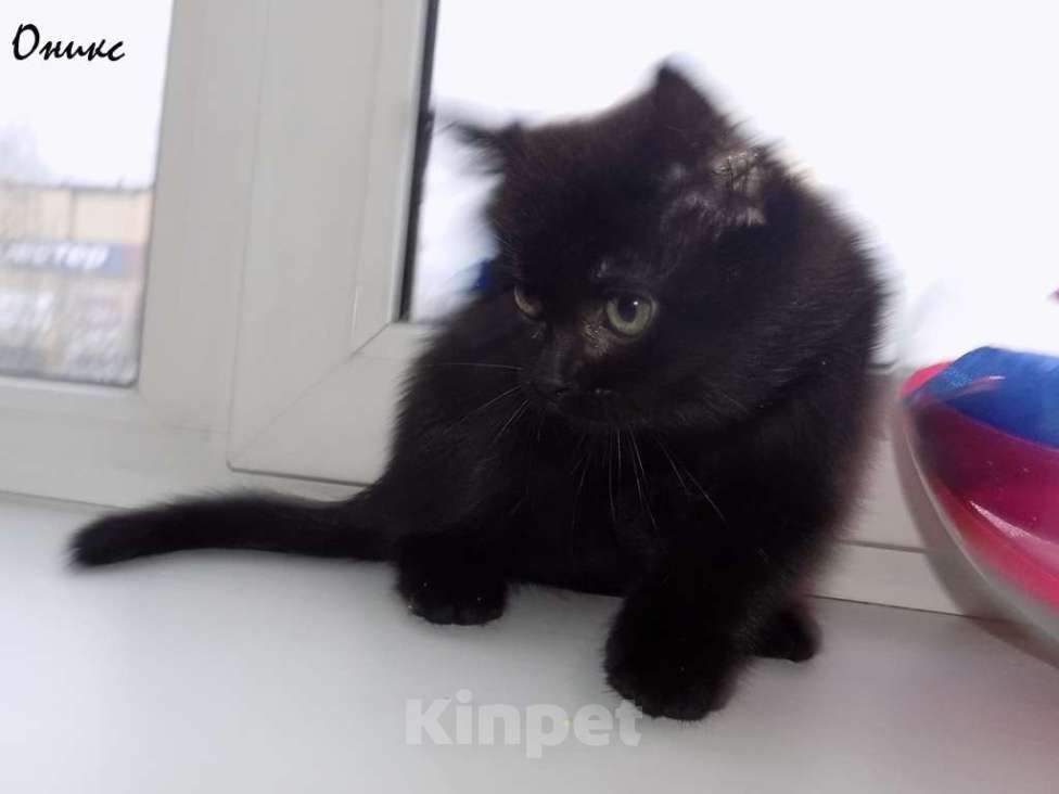 Кошки в Москве: Бомбейские котята Девочка, 15 000 руб. - фото 1