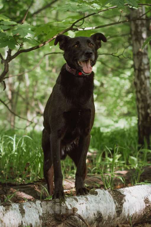 Собаки в Москве: Озорная Тата мечтает обрести любящих родителей Девочка, Бесплатно - фото 2