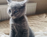 Кошки в Санкт-Петербурге: Чистопородный котёнок русская голубая Девочка, 25 000 руб. - фото 4