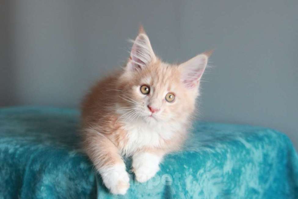 Кошки в Екатеринбурге: У всех хорошие,  а у нас лучшие. Котята мейн-кун Девочка, 15 000 руб. - фото 6