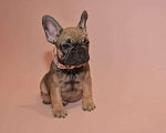 Собаки в Москве: Девочка французского бульдога  Девочка, 50 000 руб. - фото 3