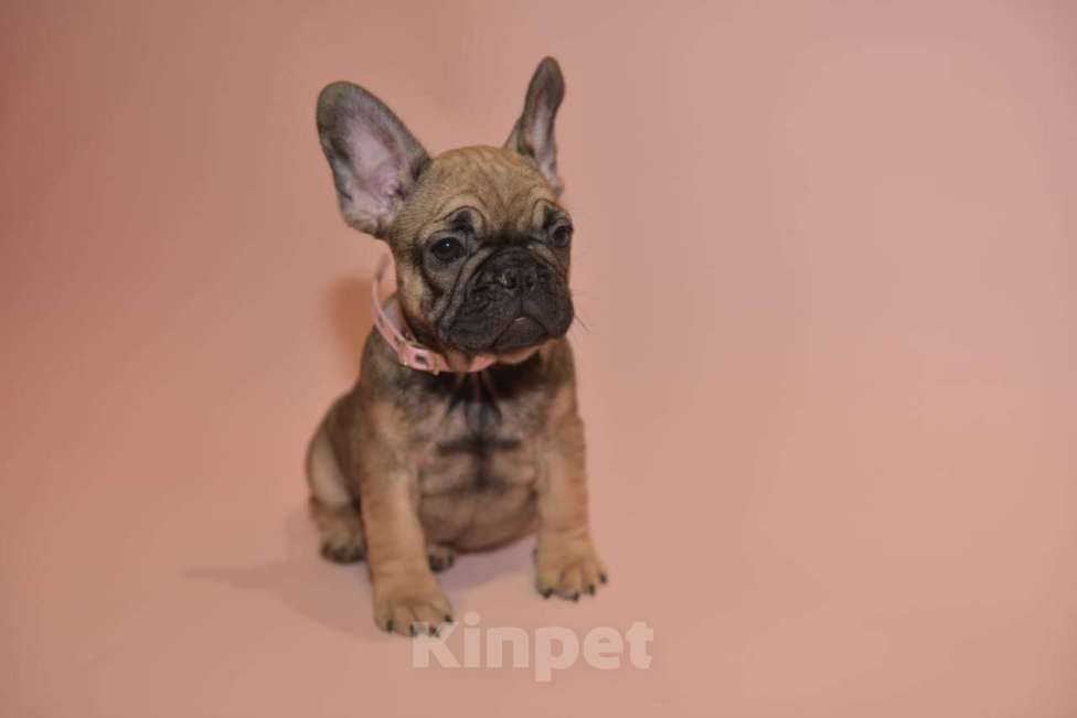 Собаки в Москве: Девочка французского бульдога  Девочка, 50 000 руб. - фото 3