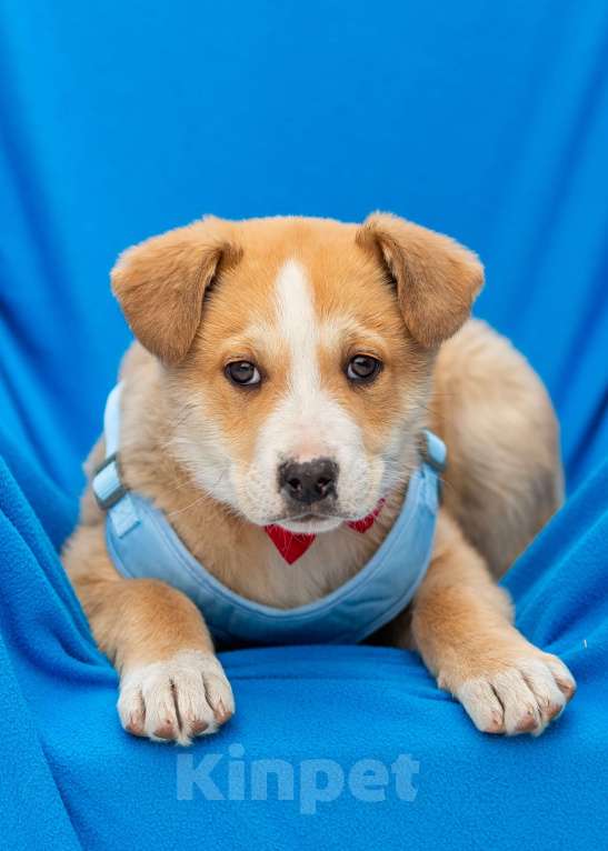 Собаки в других городах Московской области: Щенок Оскар в добрые руки Мальчик, Бесплатно - фото 2