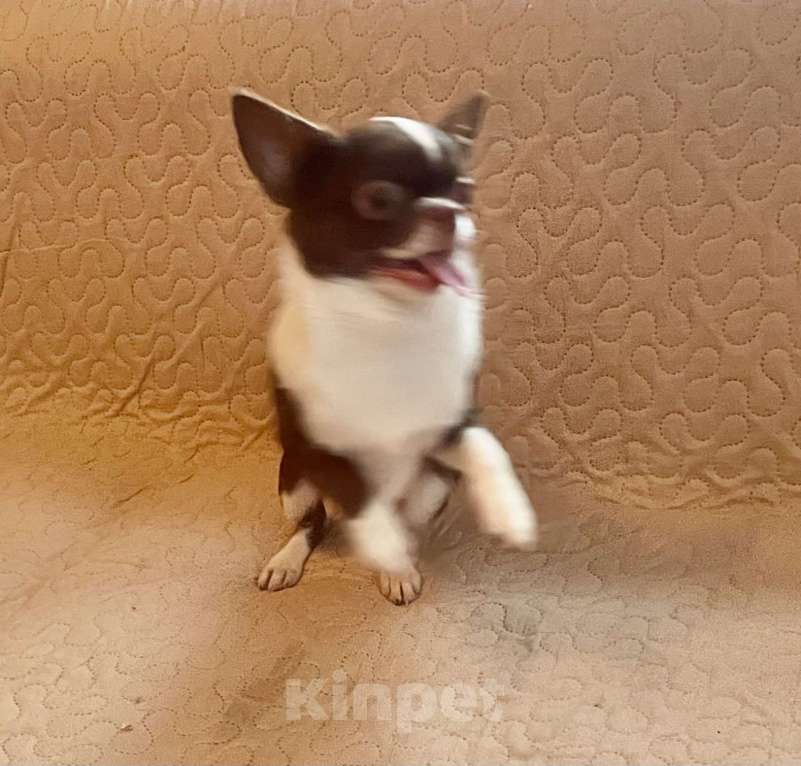 Собаки в Санкт-Петербурге: Чихуахуа, девочка короткошерстная Девочка, 80 000 руб. - фото 1