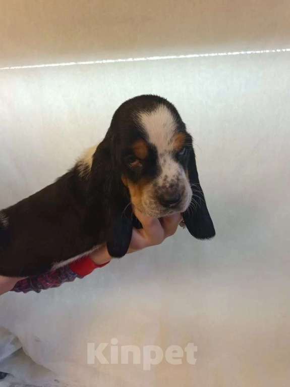 Собаки в Краснодаре: Щенки бассет-хаунд Разнополые, 22 000 руб. - фото 4