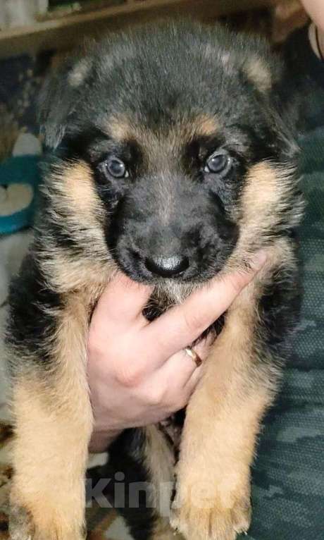 Собаки в Апрелевке: Щеночки немецкой овчарки Мальчик, 35 000 руб. - фото 2