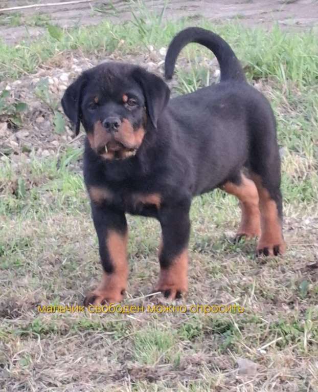 Собаки в Вологде: Щенки ротвейлера  Мальчик, 70 000 руб. - фото 2