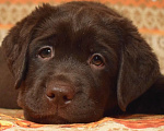 Собаки в Санкт-Петербурге: Шоколадный щенок лабрадора Мальчик, 80 000 руб. - фото 3