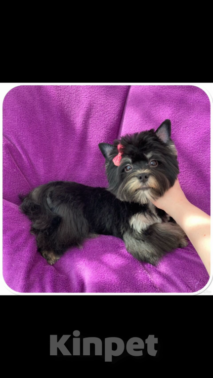 Собаки в Москве: Взрослый йорк девочка для разведения стандарт Девочка, 90 000 руб. - фото 4