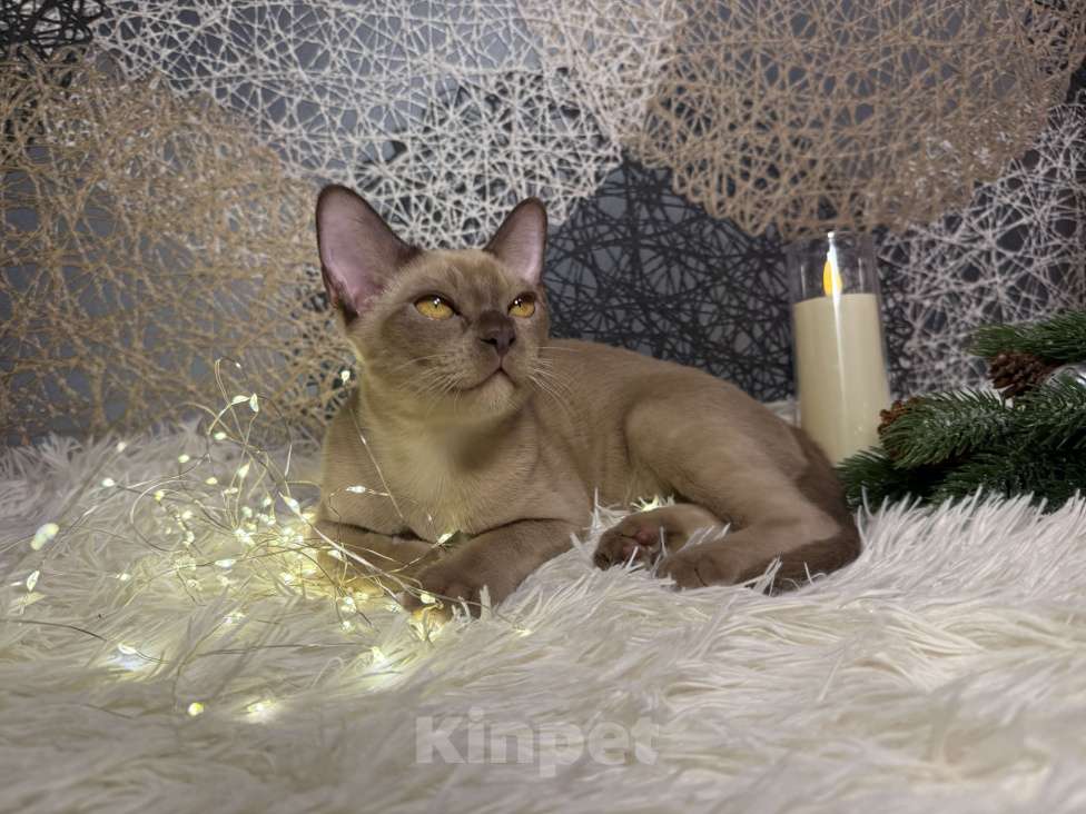 Кошки в Москве: Бурманский котенок мальчик Мальчик, 80 000 руб. - фото 2