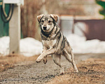 Собаки в Лосином-Петровском: Аракс валентинка в добрые руки Мальчик, Бесплатно - фото 4