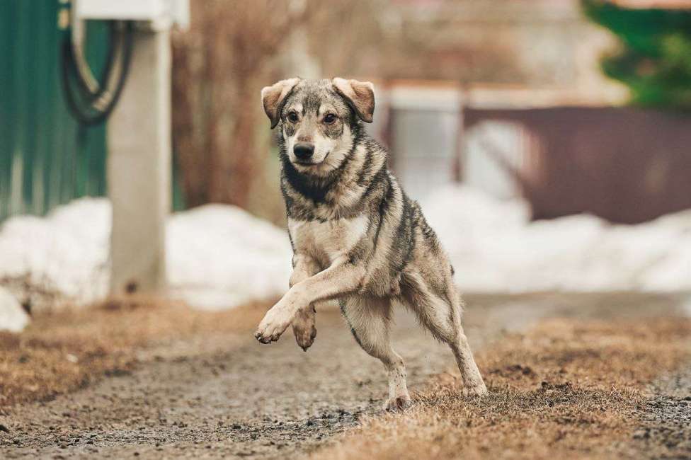 Собаки в Лосином-Петровском: Аракс валентинка в добрые руки Мальчик, Бесплатно - фото 4