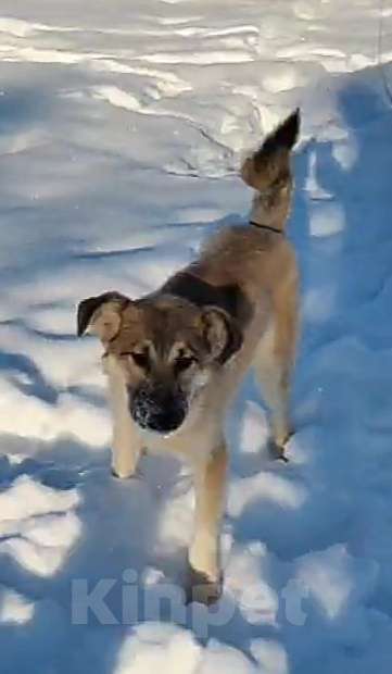 Собаки в Наро-Фоминске: Лорд якутенок в добрые руки Мальчик, Бесплатно - фото 1