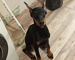Собаки в Ростове-на-Дону: Доберман щенок Девочка, 10 000 руб. - фото 2