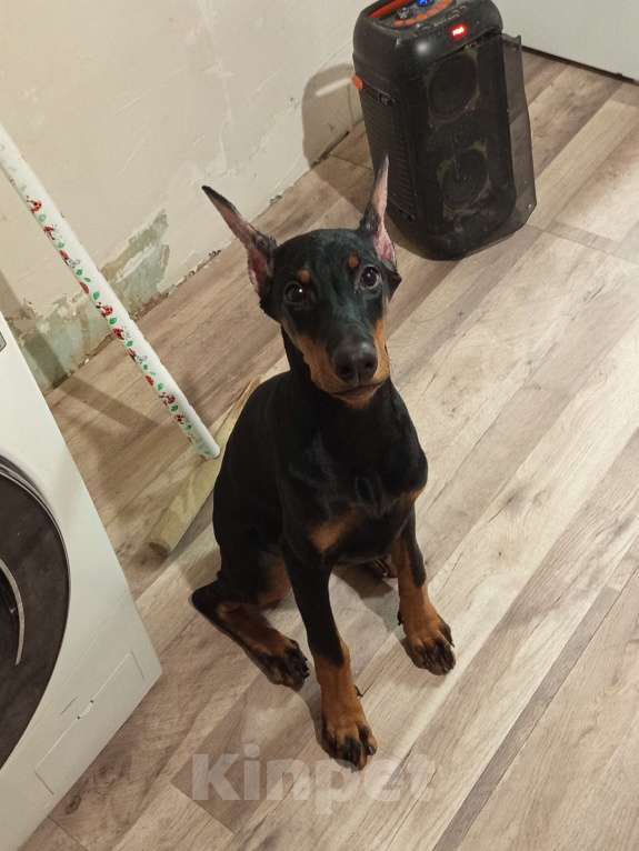 Собаки в Ростове-на-Дону: Доберман щенок Девочка, 10 000 руб. - фото 2