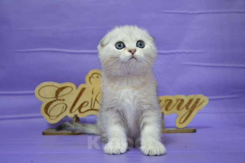 Кошки в Москве: Серебристый мраморный мальчик Мальчик, 60 000 руб. - фото 3