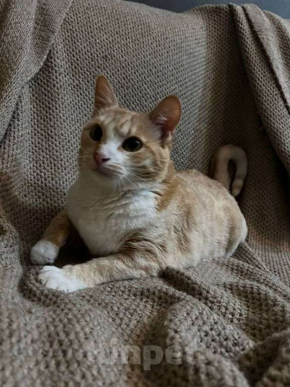 Кошки в Москве: Кошечка в добрые руки Девочка, Бесплатно - фото 4