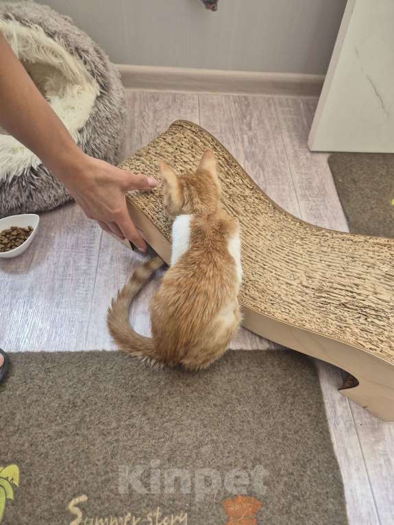 Кошки в Ростове-на-Дону: Ищем хорошие руки мальчику Мальчик, Бесплатно - фото 5