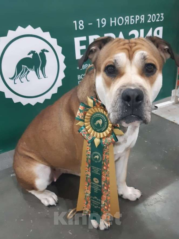 Собаки в Щелково: Взрослая собака Девочка, Бесплатно - фото 2