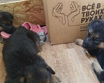 Собаки в Пензе: Щенки немецкой овчарки Девочка, 15 000 руб. - фото 1