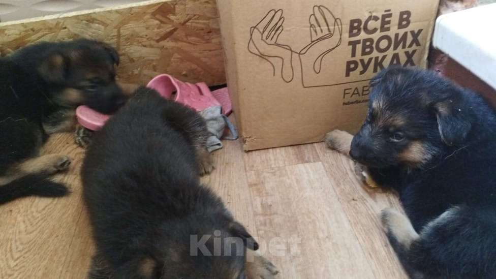 Собаки в Пензе: Щенки немецкой овчарки Девочка, 15 000 руб. - фото 1