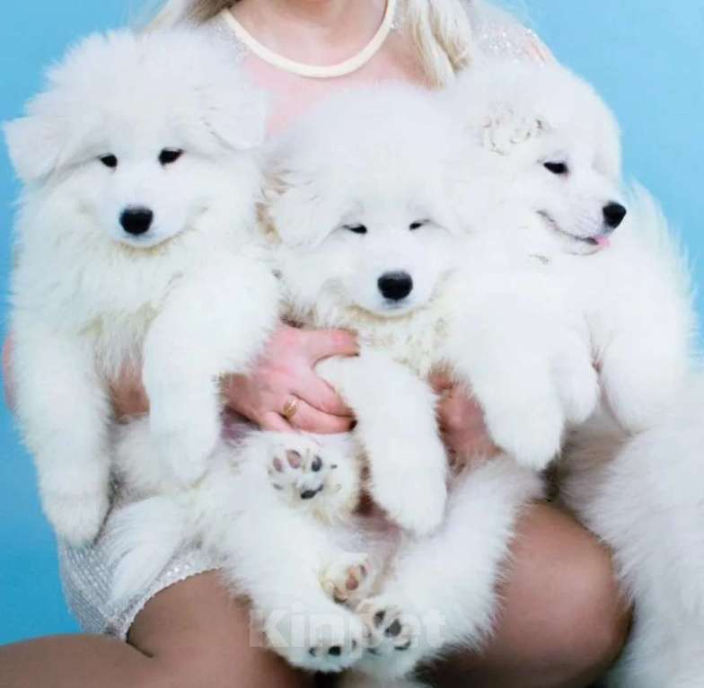 Собаки в Москве: Самоеды детки Девочка, 50 000 руб. - фото 6