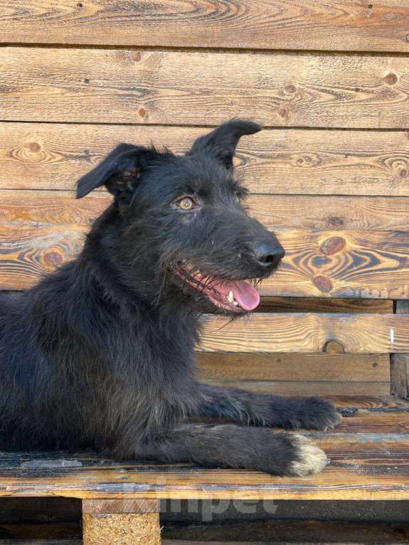 Собаки в Владимире: Собака бесплатно Девочка, Бесплатно - фото 2