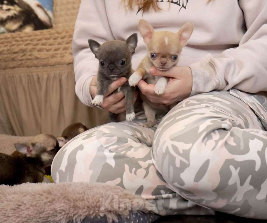 Собаки в Москве: Голубая МИНИ чихуа Девочка, 120 000 руб. - фото 9