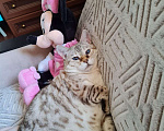 Кошки в Люберцах: Кошка Муся ищет дом Девочка, Бесплатно - фото 4