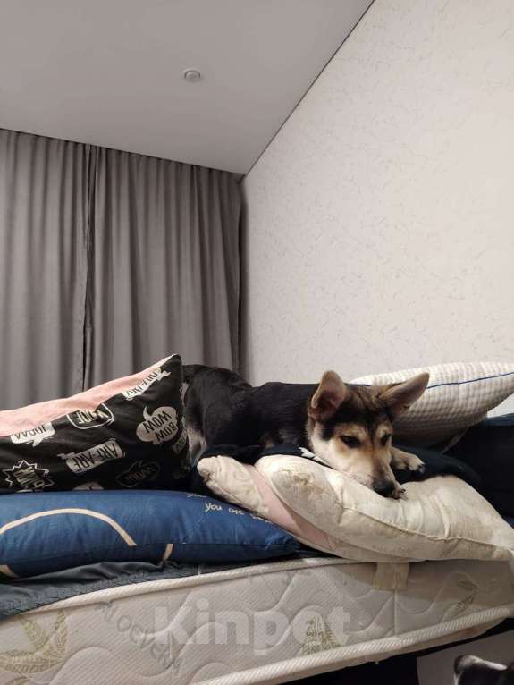 Собаки в Москве: Джокер в добрые руки Мальчик, Бесплатно - фото 4