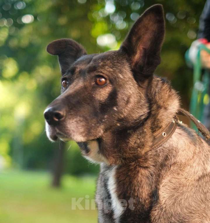 Собаки в Санкт-Петербурге: Грейс из приюта в добрые руки Девочка, Бесплатно - фото 1