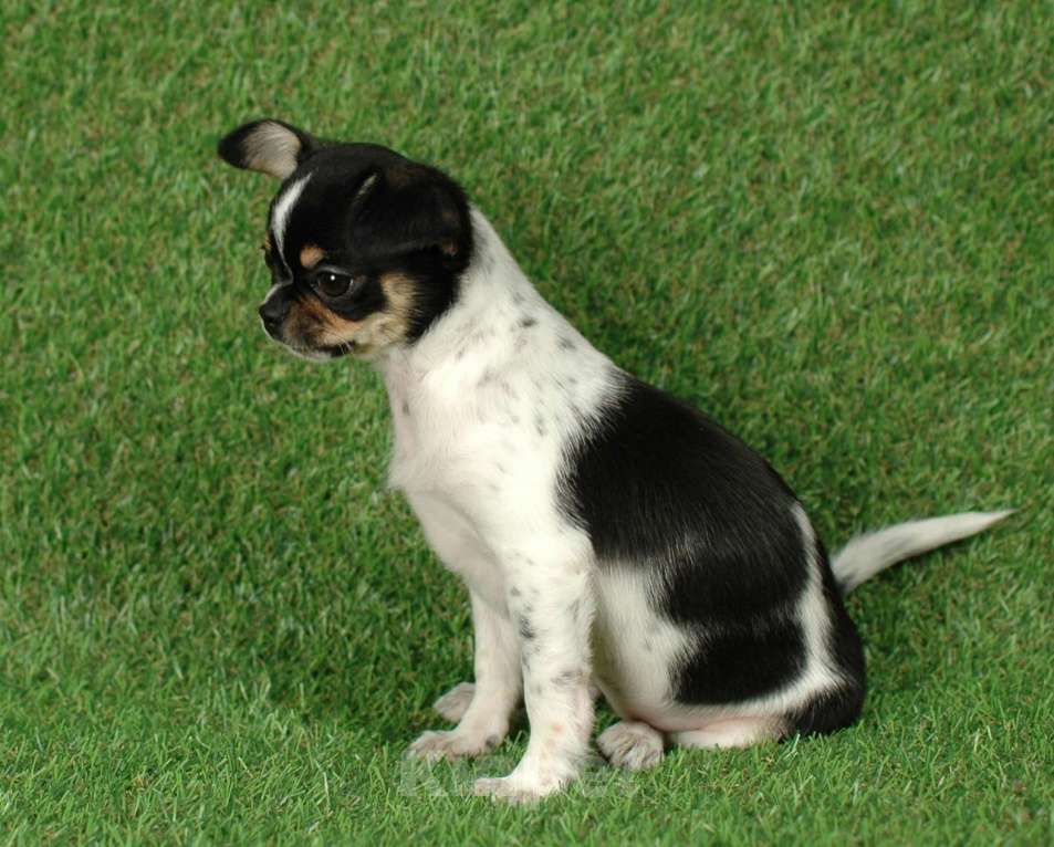 Собаки в Москве: Веселая девчуля Девочка, 17 000 руб. - фото 10