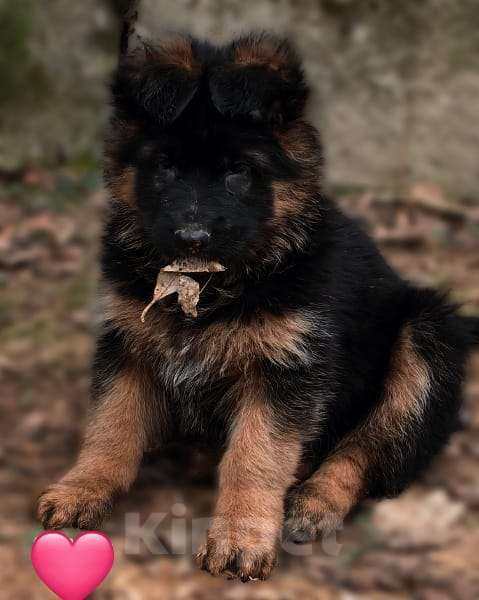 Собаки в Москве: Элитные щенки немецкой овчарки длиношерстные Девочка, 40 000 руб. - фото 1