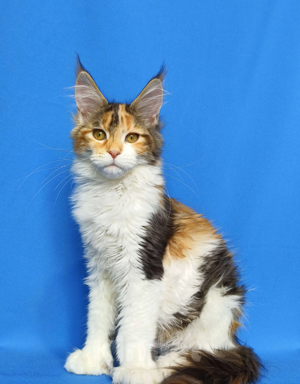 Кошки в Москве: Мейн-кун полидакт Девочка Девочка, 80 000 руб. - фото 3