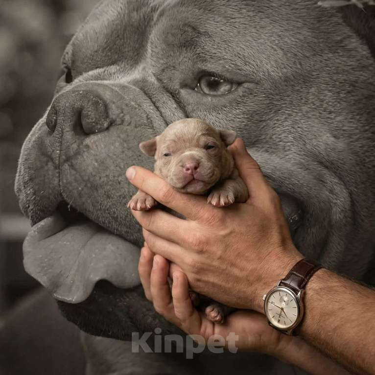 Собаки в Москве: Лиловые Щенки Американского Булли Девочка, 120 000 руб. - фото 4