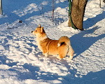 Собаки в Воронеже: Вельш корги пемброк девочка Девочка, 50 000 руб. - фото 1