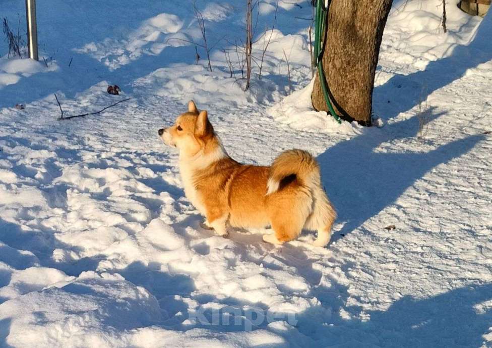Собаки в Воронеже: Вельш корги пемброк девочка Девочка, 50 000 руб. - фото 1