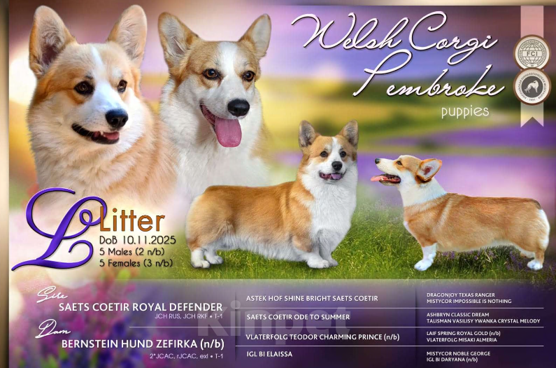 Собаки в других городах Краснодарского края: Мальчик-крвсавчик вельш-корги пемброк Мальчик, 50 000 руб. - фото 4