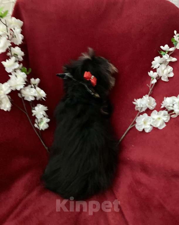 Собаки в Москве: Чёрный йорк мальчик стандарт нежный Мальчик, 40 000 руб. - фото 5