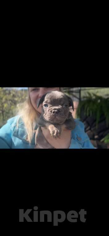 Собаки в Тюмени: мальчик лилак тан 2 мес Мальчик, 70 000 руб. - фото 2