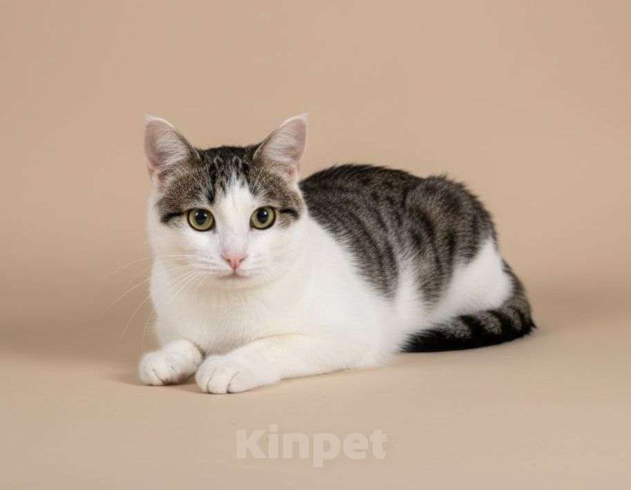 Кошки в Москве: Котенок Лапка ищет дом Девочка, Бесплатно - фото 3