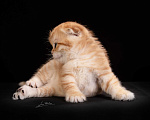 Кошки в Обнинске: Золотой котенок  Мальчик, Бесплатно - фото 1